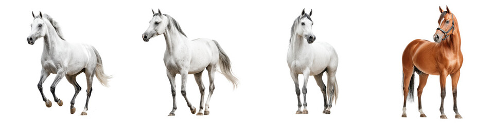 Obraz premium Majestic horses in various postures and colors, showcasing graceful movement and strength, perfect for equestrian-themed designs and artistic projects