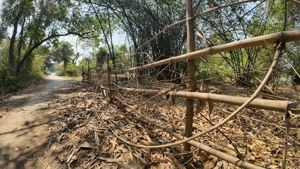 Tranquil Rural Path with Bamboo Fencing and Dense Bamboo Trees