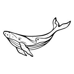 large whale vector design