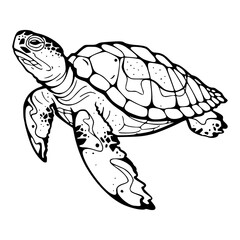 aquatic turtle vector design