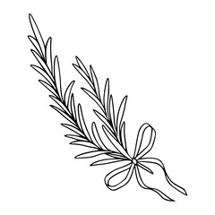 rosemary sprig with bow vector illustration