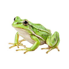Obraz premium A bright green tree frog sits against a stark white isolated background