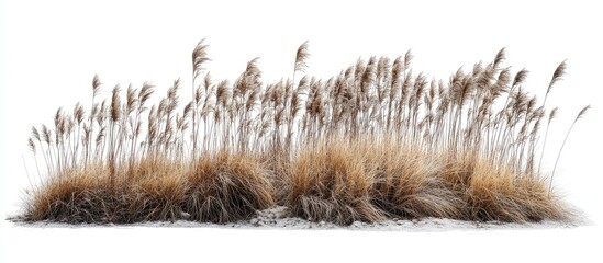Dried Grassy Plants