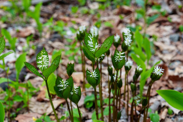 Single-Whorl Mitrewort Blooming in Spring Forest