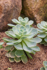 thick flesh and engorged outdoor succulent plants, water retaining and air purifying plant taken in...