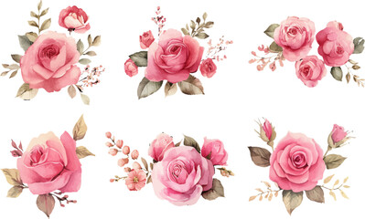 pink rose on white background
