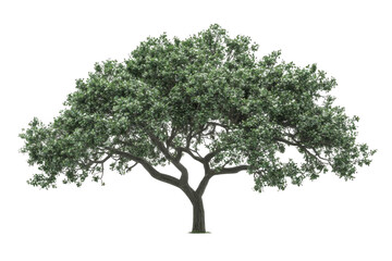 Fototapeta premium Green Tree, Nature, Serenity and Ecology Background
