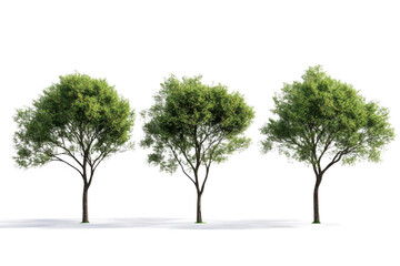 Fototapeta premium Three Green trees stand tall against A dark sky with A nature theme