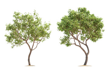 discover nature's beauty, two trees in a lush garden landscape