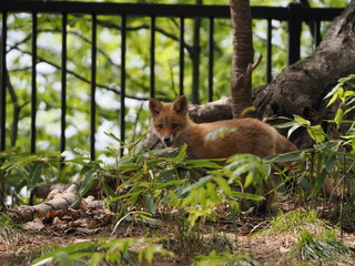 リラックスしている仔狐