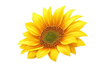 Fototapeta premium Capture the Golden Sunflower Bloom Against Black Background, Summer Concept