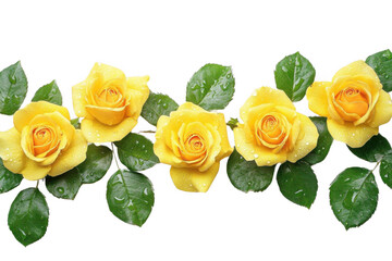 Yellow Roses Bloom with Water Droplets on Black Background and Romantic Theme