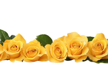 Golden Roses Bloom, Floral Background, Romantic and Elegant, Gift of nature