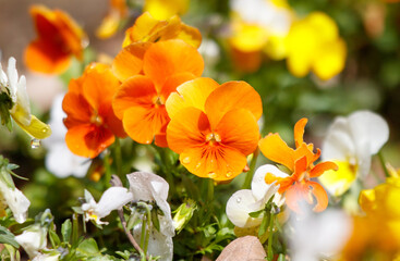 A bunch of flowers with orange and white petals