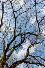 A tree with moss growing on it and a blue sky in the background