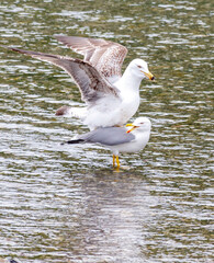 Two seagulls are standing on top of each other in the water