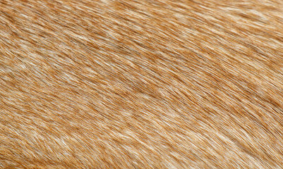 The fur of a dog is shown in a close up