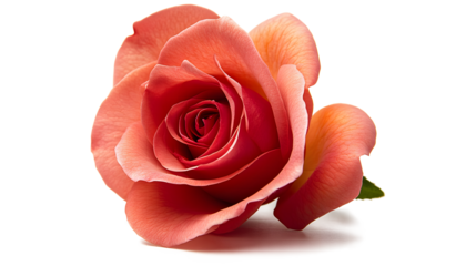A single red rose is the main focus of the image. The rose is positioned in the center of the frame and is surrounded by a white background
