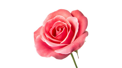Fototapeta premium A single pink rose is the only thing visible in the image. The rose is the main focus of the picture, and it is the most important element in the scene