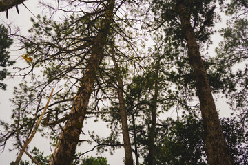 travel and people activity concept with hiking in tropical forest on mountain