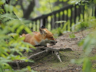 リラックスしている仔狐
