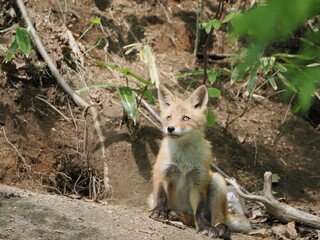 無邪気な子ぎつね
