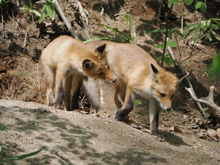 仲良しなキタキツネの仔