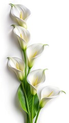 Fototapeta premium Elegant Arrangement of White Calla Lilies on a Pristine White Background