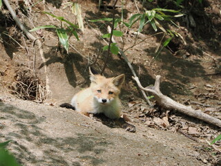 無邪気な子ぎつね