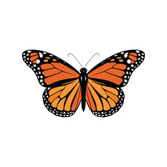 Vector Illustration of Monarch Butterfly Isolated on White Background