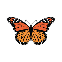 Monarch Butterfly Vector Illustration on White Background