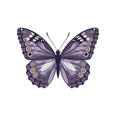 Purple Butterfly Vector Illustration on White Background