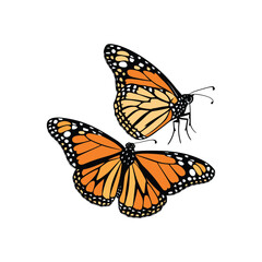 Monarch Butterfly Pair Vector Illustration
