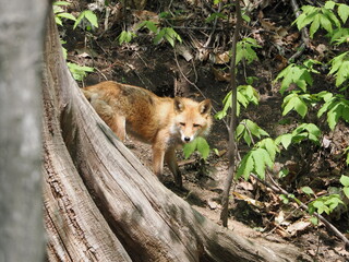 キタキツネのいる風景