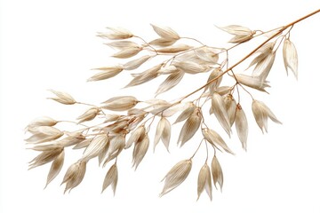 Oat Seed Head Close Up Against White Background Studio Shot Minimalist Style Natural Light