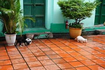 エサを食べる猫（ベトナム・ホーチミン）