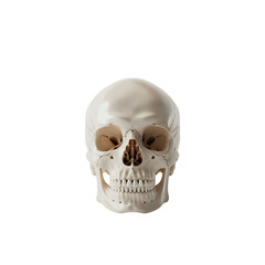 Obraz premium A realistic human skull isolated on a white background with detailed bone structure