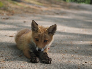 無邪気な子ぎつね