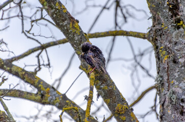 A starling perched on mossy tree branch grooming feathers on cloudy day. A solitary bird cleans its feathers on a branch, soft light, peaceful mood, rural nature, captured from below.