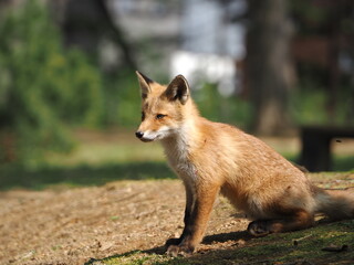 無邪気な子ぎつね