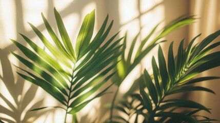 Sunlight illuminates lush green palm leaves home decor
