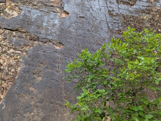 Bright green leaves against a dark canyon wall
