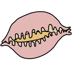 Seashell 