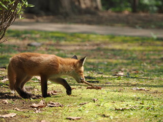 無邪気な子ぎつね