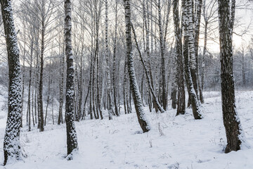 Fototapeta premium Sunbeams shining through snow-covered birch branches in a birch forest after a snowfall on a winter.