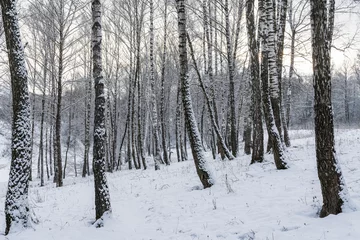 Selbstklebende Fototapeten Sunbeams shining through snow-covered birch branches in a birch forest after a snowfall on a winter. © Eugene_Photo