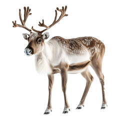 Obraz premium Deer Isolated on Transparent Background. PNG. Generated AI.
