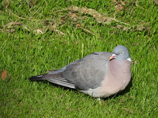 Wood Pigeon