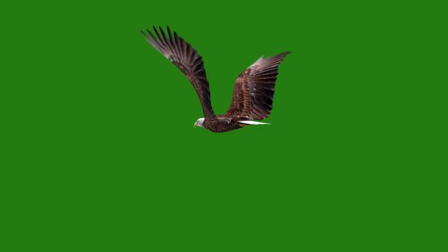 Eagle flying high quality green screen animated video 4k, The video element of on a green screen background, Ultra High Definition, 4k video, on a green screen background.