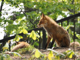 親子のキタキツネ